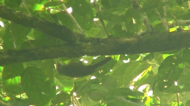 Straight-billed Woodcreeper - ML200920711