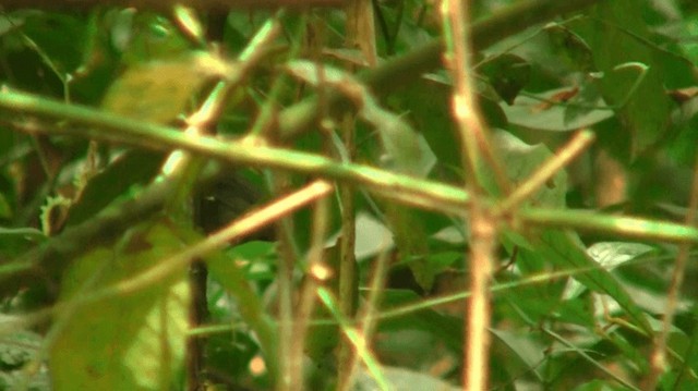 White-browed Antbird - ML200920751