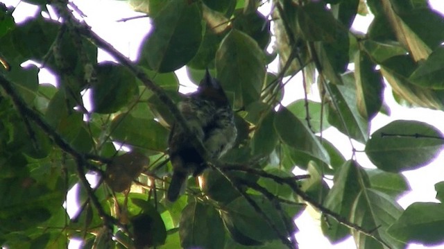 Spotted Puffbird - ML200920761