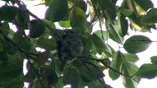 Spotted Puffbird - ML200920771