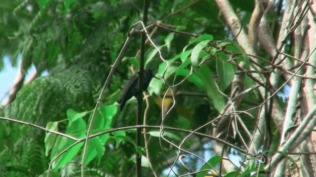 Blue-chinned Sapphire - ML200920881