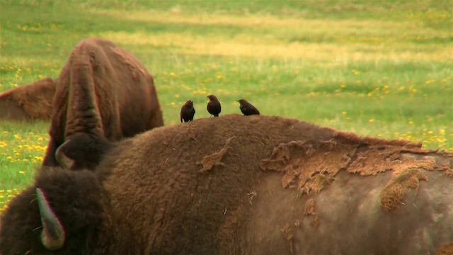 コウウチョウ - ML200920961