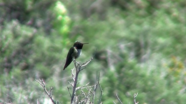 Broad-tailed Hummingbird - ML200921031
