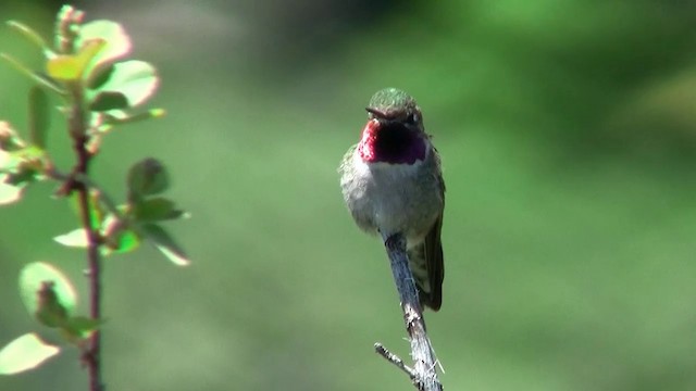 Broad-tailed Hummingbird - ML200921041