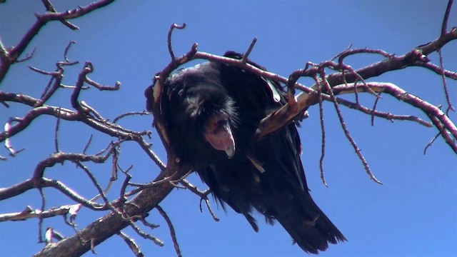 California Condor - ML200921061