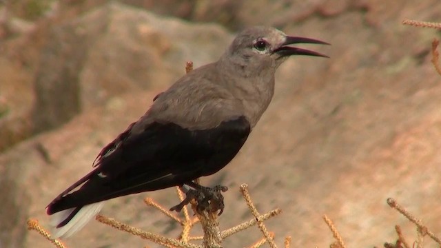 Clark's Nutcracker - ML200921211