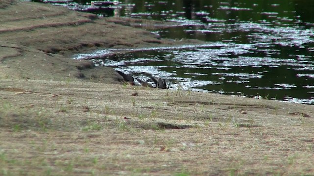 サンショクツバメ（pyrrhonota グループ） - ML200921281