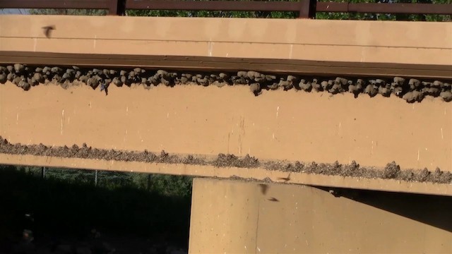 Cliff Swallow (pyrrhonota Group) - ML200921291