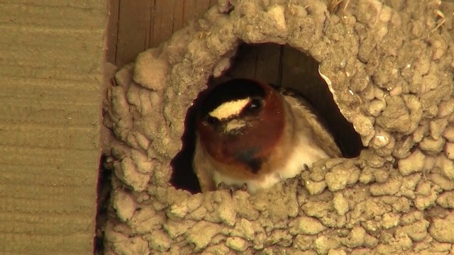 Cliff Swallow (pyrrhonota Group) - ML200921301