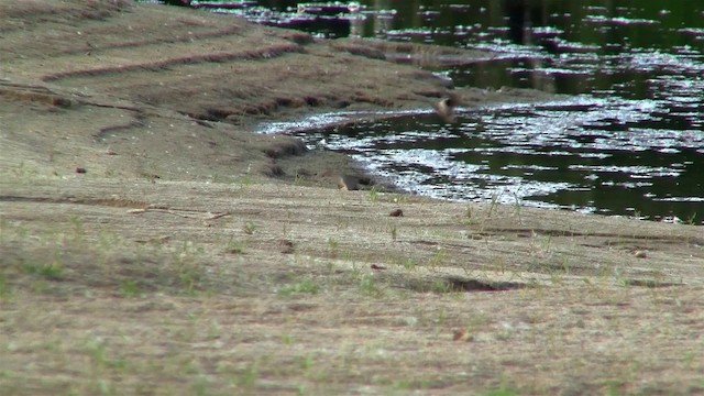 サンショクツバメ（pyrrhonota グループ） - ML200921331