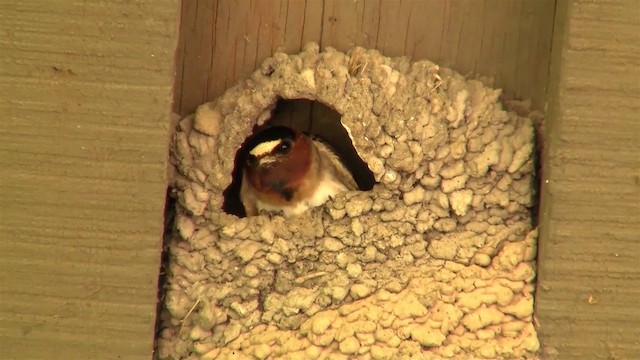 Cliff Swallow (pyrrhonota Group) - ML200921341