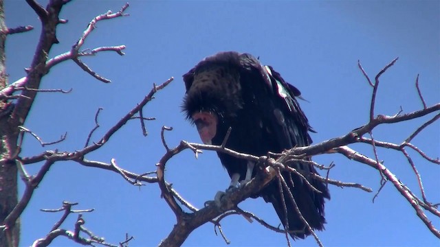 California Condor - ML200921431
