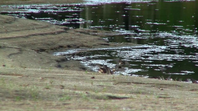 Amerika Kırlangıcı [pyrrhonota grubu] - ML200921441