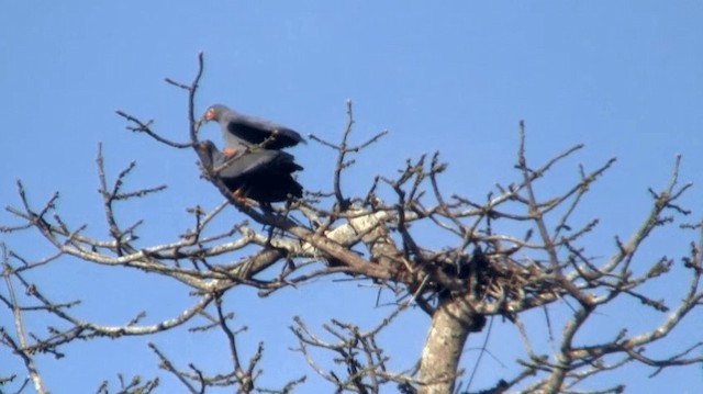 Slender-billed Kite - ML200921581