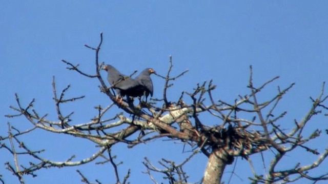 Slender-billed Kite - ML200921591