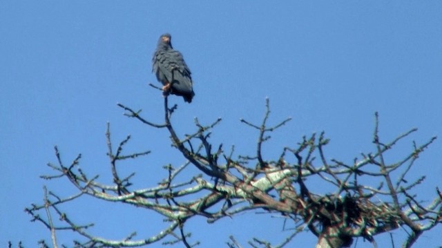 Slender-billed Kite - ML200921601