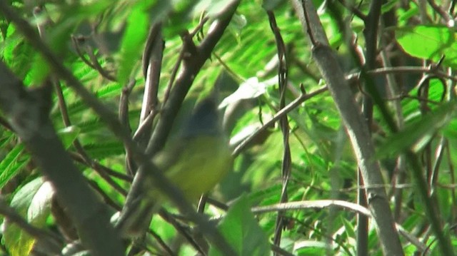 Spotted Tody-Flycatcher - ML200921651