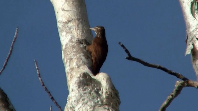 Grimpar talapiot - ML200921661