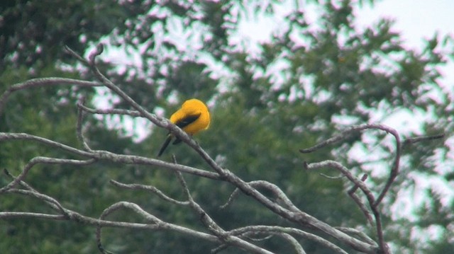 Yellow Oriole - ML200921731