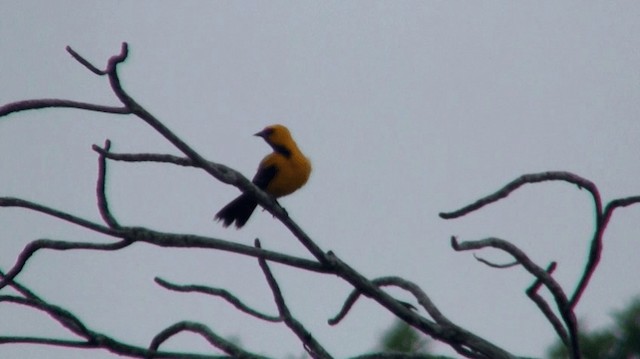 Yellow Oriole - ML200921741