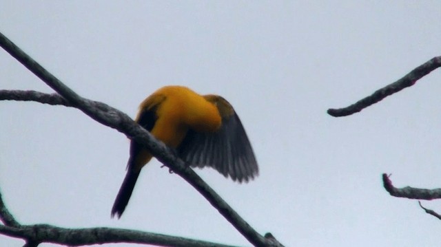 Yellow Oriole - ML200921751