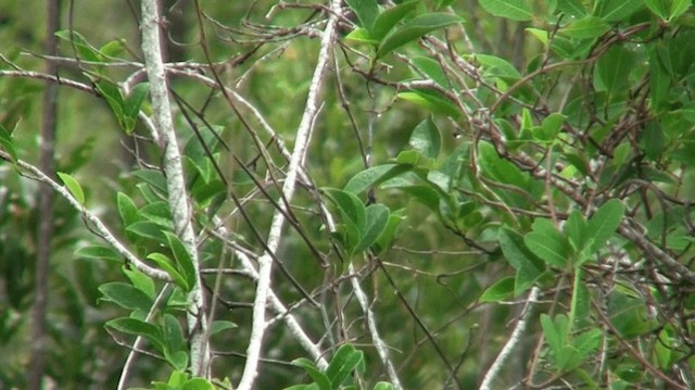 Carouge à capuchon - ML200921771
