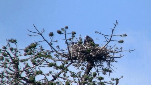 Buse à queue barrée - ML200921781