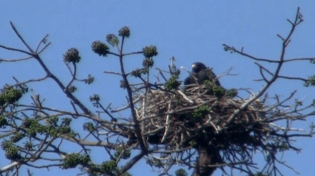 Buse à queue barrée - ML200921791