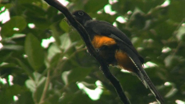 Green-backed Trogon - ML200921801