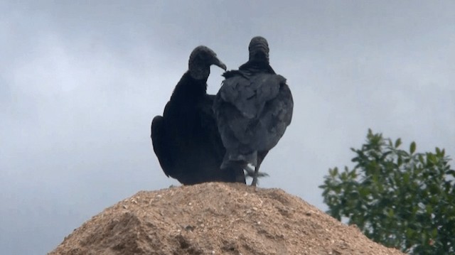 Black Vulture - ML200921861