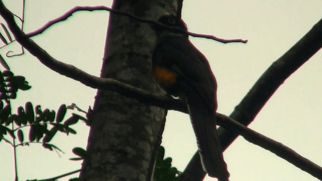 trogon zelenohřbetý - ML200921921