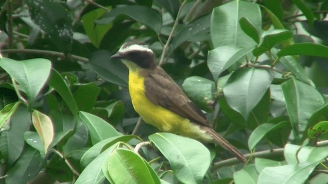 Rusty-margined Flycatcher - ML200922051