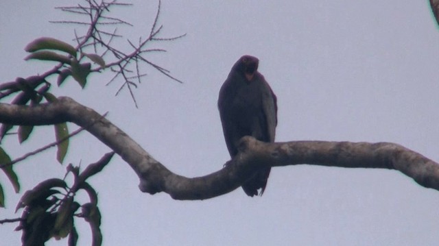 Slender-billed Kite - ML200922081