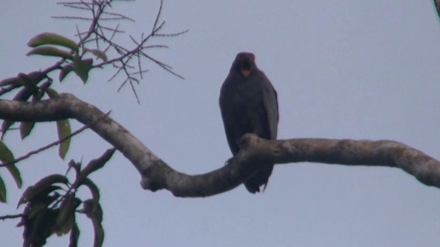 Slender-billed Kite - ML200922091