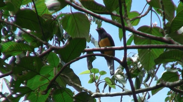 gulbrilletrogon - ML200922171