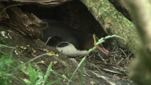 Yellow-eyed Penguin - ML200922281