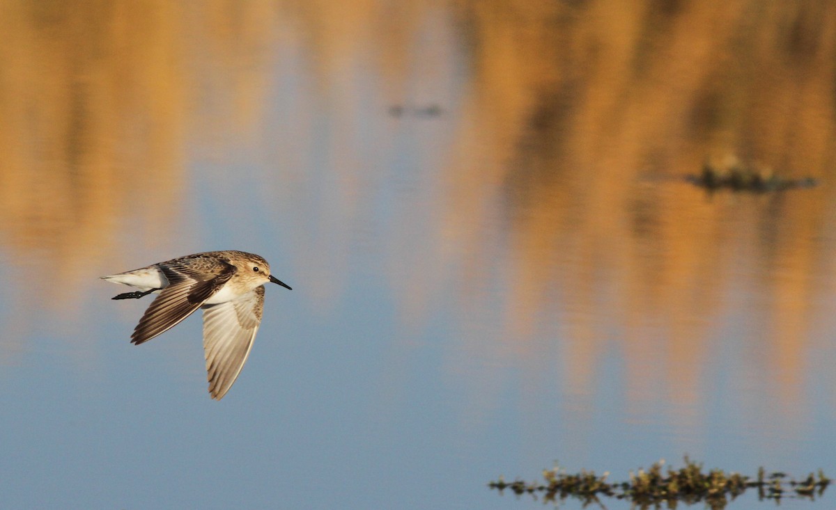 Baird's Sandpiper - Ian Davies