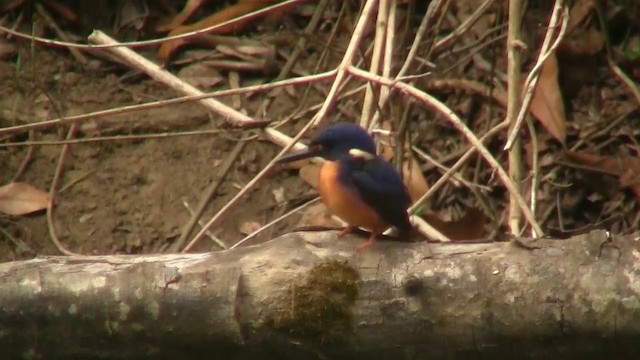 Martin-pêcheur à dos bleu - ML200922431