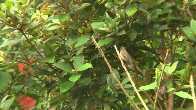 Eastern Spinebill - ML200922451