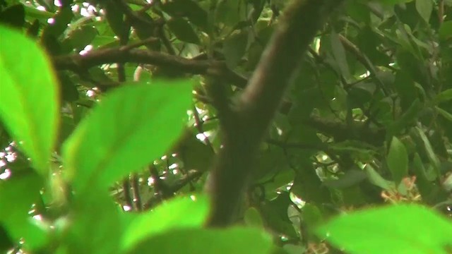 Eungella Honeyeater - ML200922471