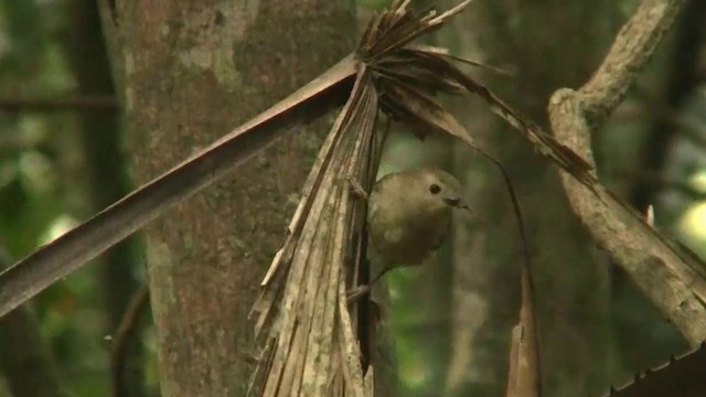 Large-billed Scrubwren - ML200922481