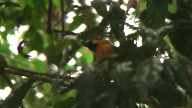 Australian Spectacled Monarch (Eastern) - ML200922501