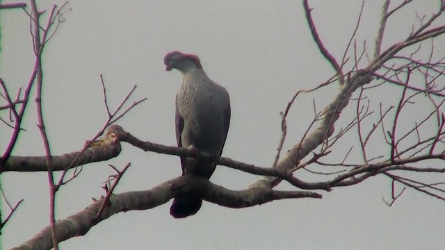 Topknot Pigeon - ML200922511