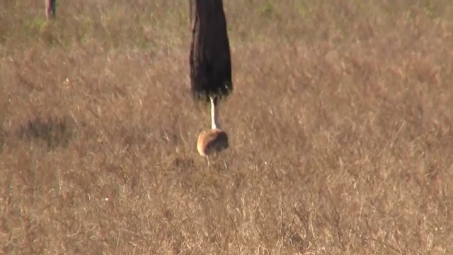 Australian Bustard - ML200922521