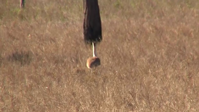 Australian Bustard - ML200922521