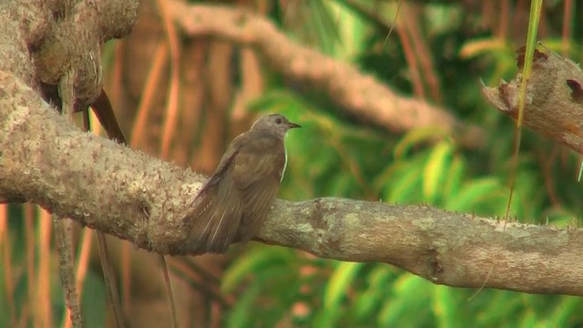 Brush Cuckoo (Australasian) - ML200922571