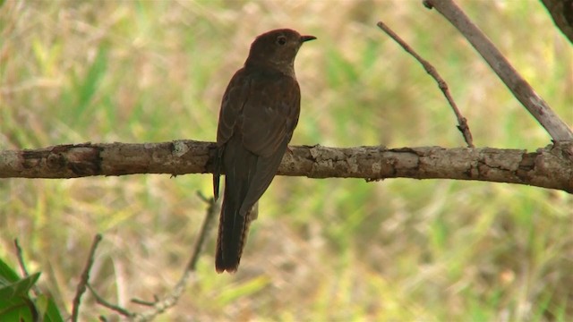 Brush Cuckoo (Australasian) - ML200922581