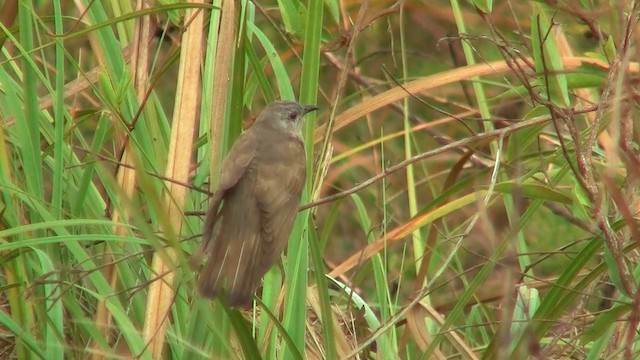 Brush Cuckoo (Australasian) - ML200922621