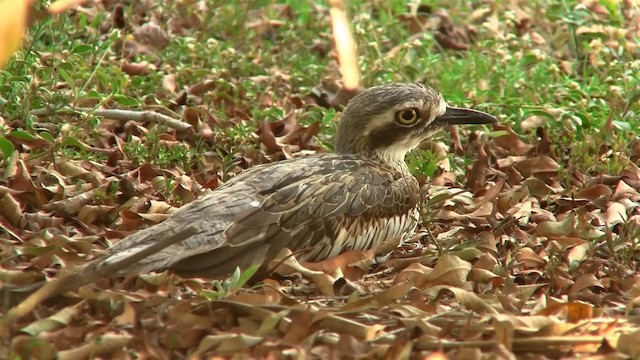 Bush Thick-knee - ML200922631