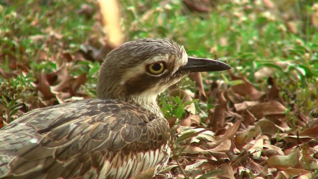 Bush Thick-knee - ML200922641